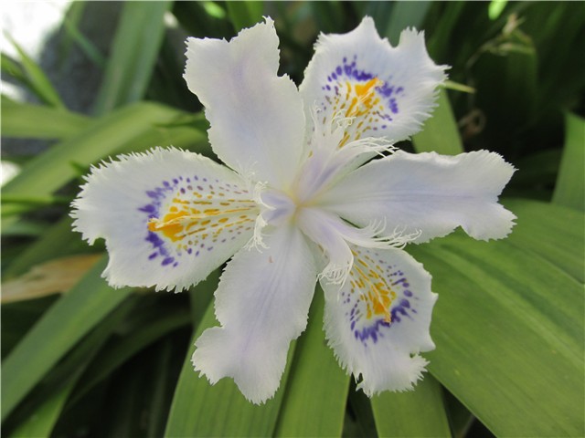 perunika japonika